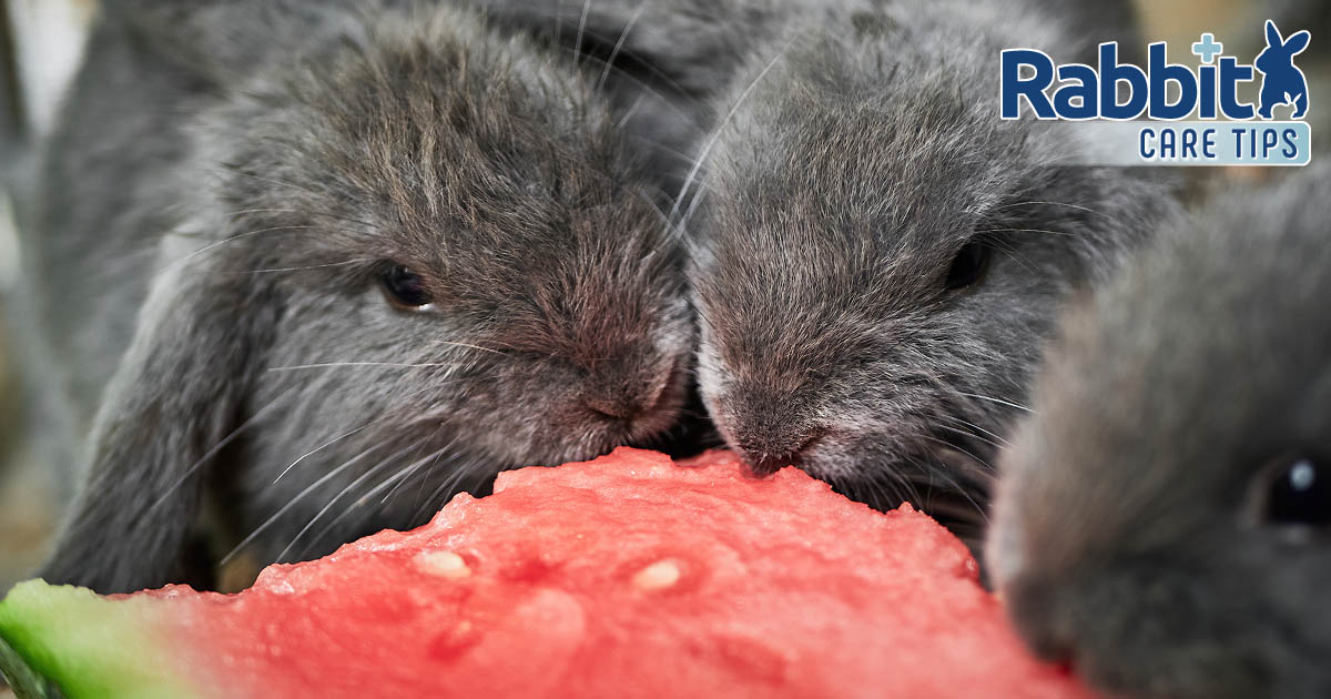 Rabbits eating watermelon