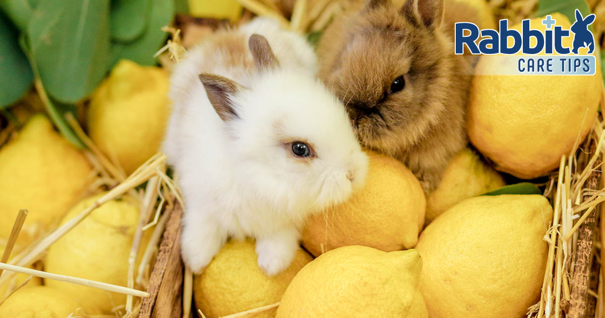 Rabbits with lemons