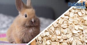 Can rabbits eat oats