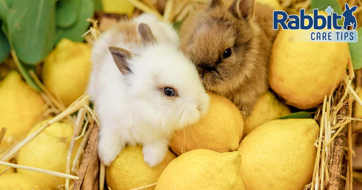 Can rabbits eat lemons