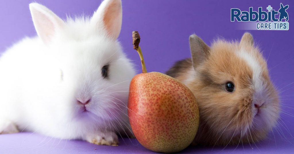 Two rabbits with a pear
