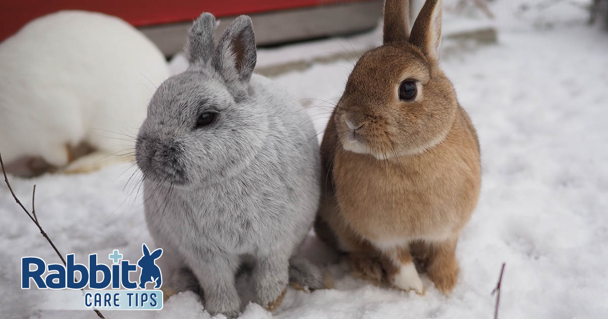 Two rabbits in winter