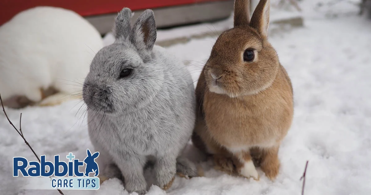 Do Rabbits Get Cold Outside? How Cold is Too Cold?